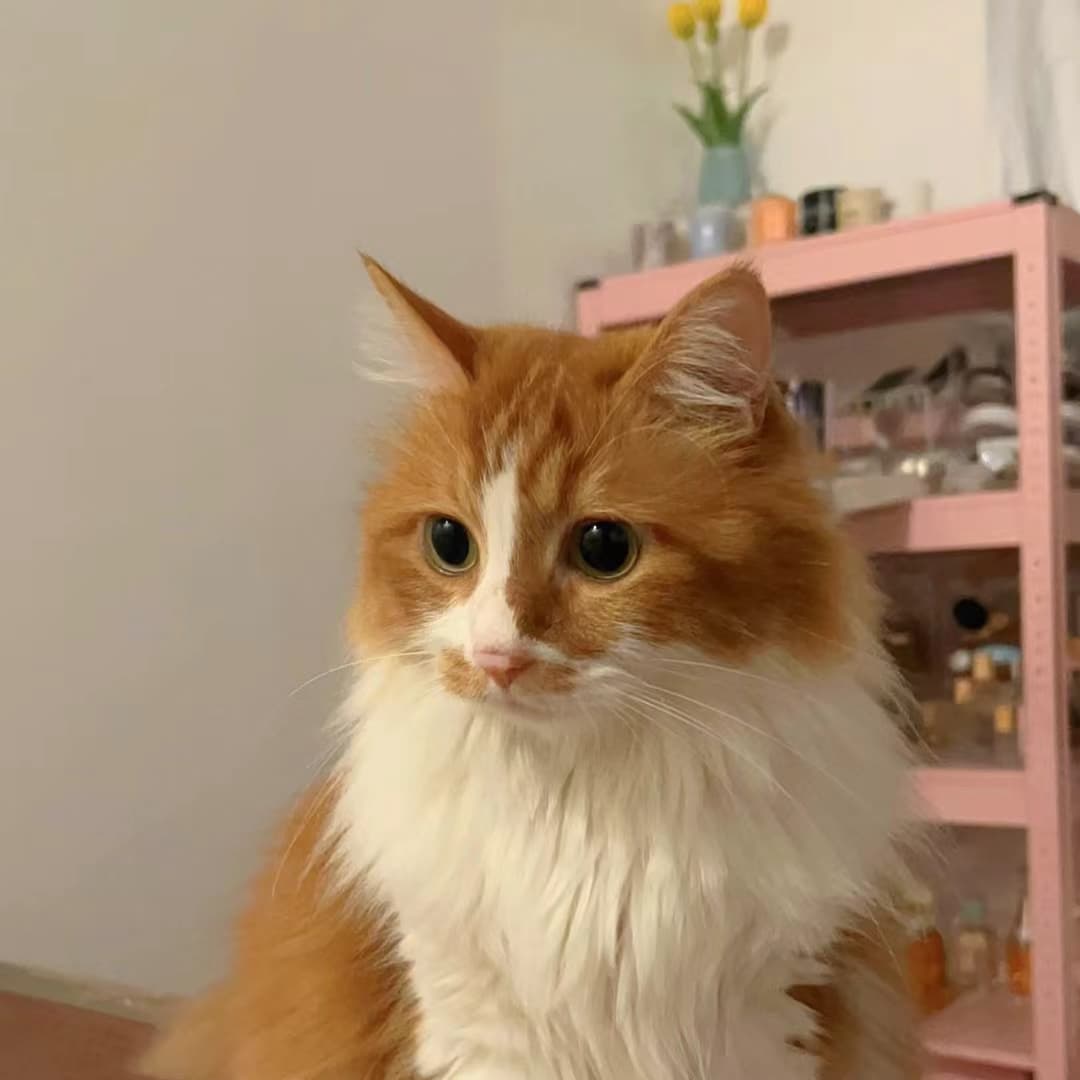 猫咪奶茶