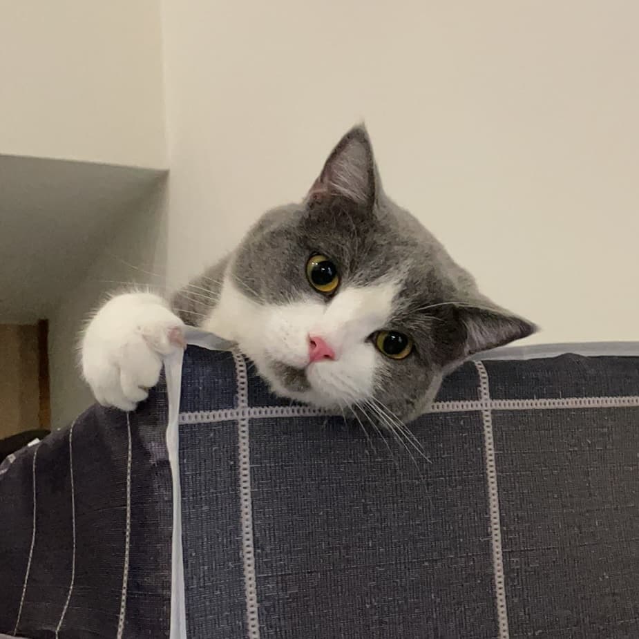 猫咪 77